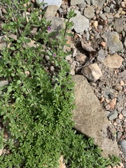 Calibrachoa parviflora