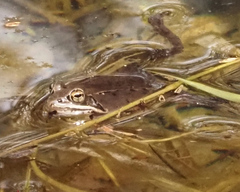Lithobates sylvaticus