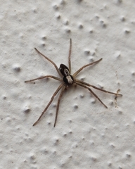 Pulchellodromus pulchellus