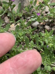 Calibrachoa parviflora