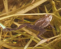 Lithobates sylvaticus