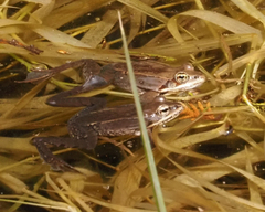 Lithobates sylvaticus