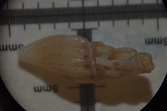 Mangelia costulata