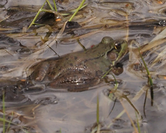 Lithobates clamitans