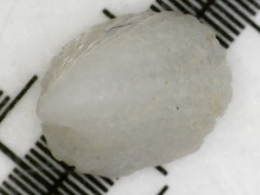 Emarginula rosea