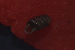 Truncatellina callicratis