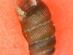 Truncatellina callicratis