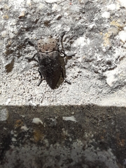 Capnodis tenebricosa