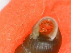 Truncatellina callicratis