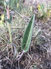 Veronica plantaginea