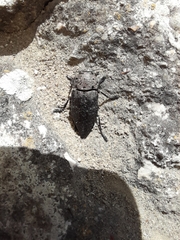 Capnodis tenebricosa