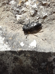 Capnodis tenebricosa