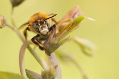 Anthophora retusa