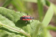 Dionconotus neglectus