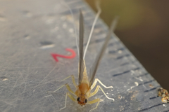 Baetidae
