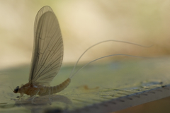 Baetidae