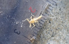 Baetidae