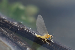 Baetidae