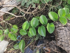 Cissus rotundifolia