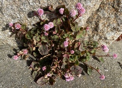 Persicaria capitata
