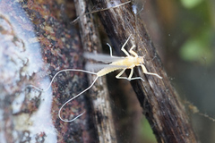 Baetidae