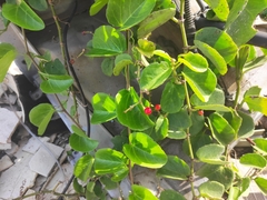 Cissus rotundifolia