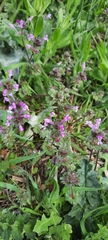 Lamium amplexicaule