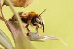 Anthophora retusa