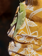 Ecphantus quadrilobus