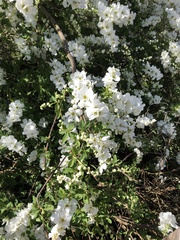 Exochorda