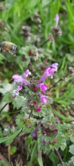 Lamium amplexicaule