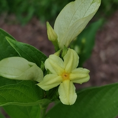 Pseudomussaenda flava