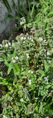 Buglossoides arvensis