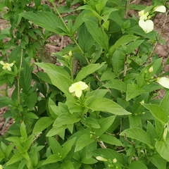 Pseudomussaenda flava