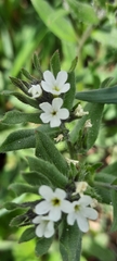 Buglossoides arvensis