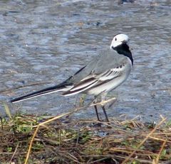 Motacilla alba