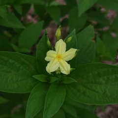 Pseudomussaenda flava