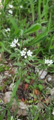 Buglossoides arvensis