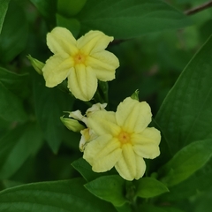 Pseudomussaenda flava