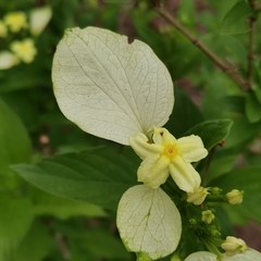 Pseudomussaenda flava
