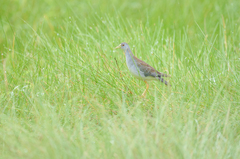Porphyrio flavirostris
