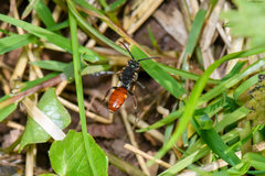 Nomada ferruginata