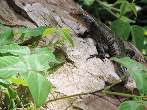 Green Madagascar Girdled Lizard, Zonosaurus haraldmeieri