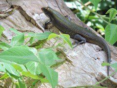 Zonosaurus haraldmeieri