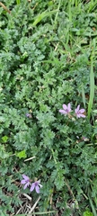 Erodium cicutarium