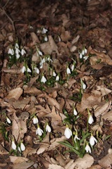 Galanthus lagodechianus