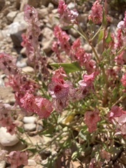 Rumex cyprius