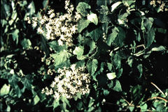 Buddleja dysophylla