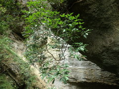 Pseudopanax macintyrei