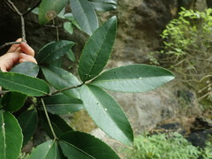 Pseudopanax macintyrei